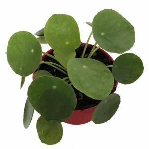 Chinese Money Plant Pilea peperomioides Live Plant 4