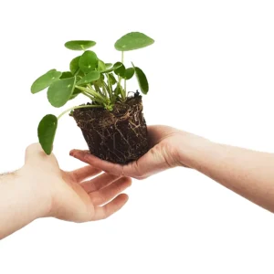 Chinese Money Plant Pilea peperomioides Live Plant 4