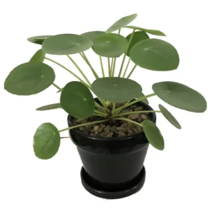 Chinese Money Plant Pilea peperomioides Live Plant 4