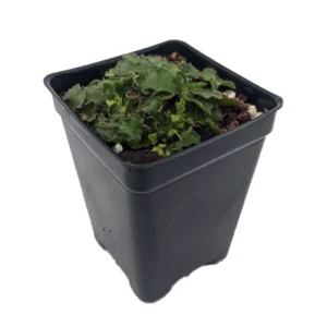 Chiquita Miniature Coral Bells Heuchera - 2.5