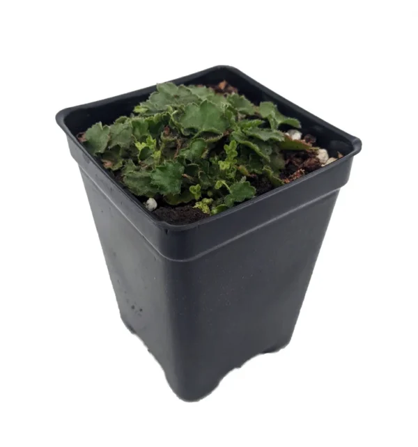 Chiquita Miniature Coral Bells Heuchera - 2.5" Pot - Shade Loving Plant
