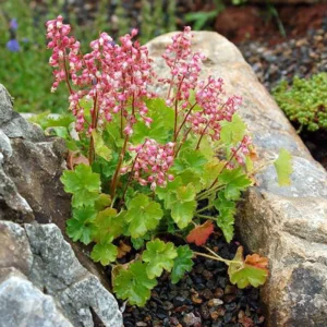 Chiquita Miniature Coral Bells Heuchera - 2.5