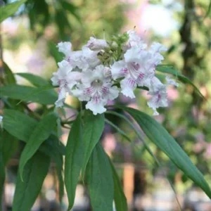 Chitalpa Tashkentensis Morning Cloud Live Plant - 3ft Tall - Flowering Tree