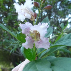 Chitalpa Tashkentensis Morning Cloud Live Plant - 3ft Tall - Flowering Tree