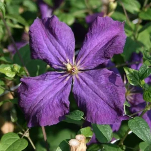 Clematis Polish Spirit Vine - Rich Purple Blue Flower Vine - 2.5