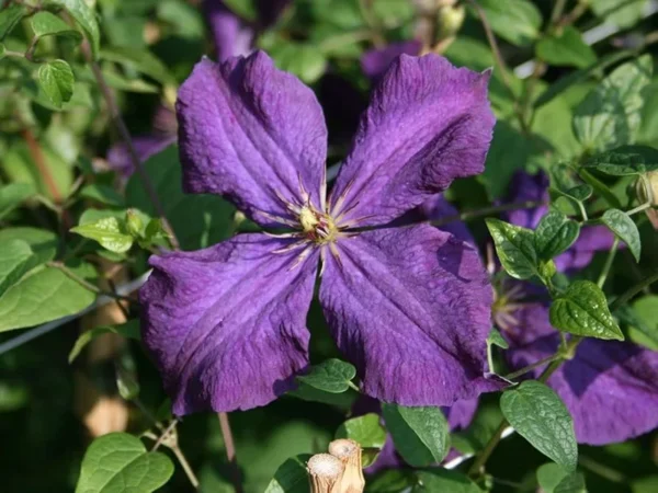 Clematis Polish Spirit Vine - Rich Purple Blue Flower Vine - 2.5" Pot - Garden Decor