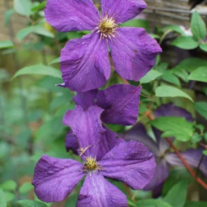 Clematis Polish Spirit Vine - Rich Purple Blue Flower Vine - 2.5" Pot - Garden Decor