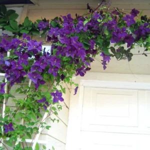 Clematis Polish Spirit Vine - Rich Purple Blue Flower Vine - 2.5