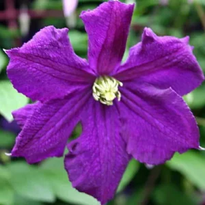 Clematis Polish Spirit Vine - Rich Purple Blue Flower Vine - 2.5