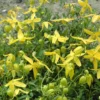 Clematis Radar Love Seeds - 20 Seeds - Yellow Blooms - Climbing Vine
