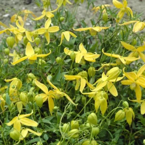 Clematis Radar Love Seeds - 20 Seeds - Yellow Blooms - Climbing Vine