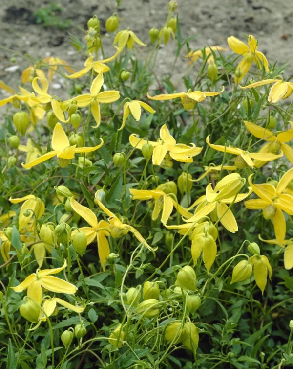 Clematis Radar Love Seeds - 20 Seeds - Yellow Blooms - Climbing Vine