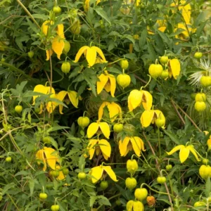 Clematis Radar Love Seeds - 20 Seeds - Yellow Blooms - Climbing Vine
