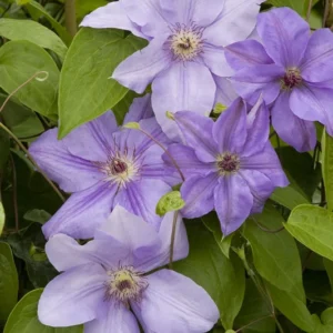 Clematis Ramona Vine - Light Lavender Blue Flower - 2.5