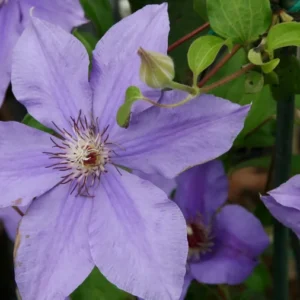 Clematis Ramona Vine - Light Lavender Blue Flower - 2.5" Pot - Climbing Plant