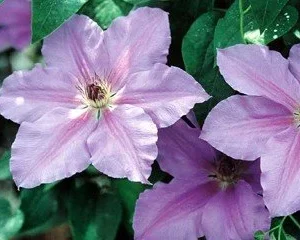Clematis Ramona Vine - Light Lavender Blue Flower - 2.5