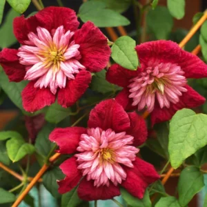 Clematis Vine Pink/Red Pompom Flowers - 2.5