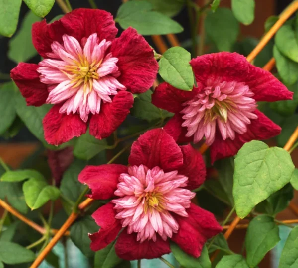 Clematis Vine Pink/Red Pompom Flowers - 2.5" Pot Size