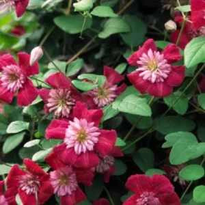 Clematis Vine Pink/Red Pompom Flowers - 2.5" Pot Size
