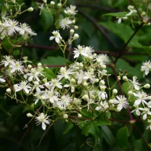 Clematis virginiana - Fall Blooming Love Vine - 2.5