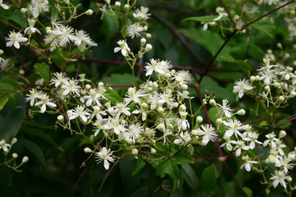 Clematis virginiana - Fall Blooming Love Vine - 2.5" Pot - Vigorous Vine