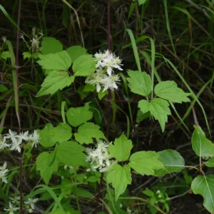 Clematis virginiana - Fall Blooming Love Vine - 2.5" Pot - Vigorous Vine