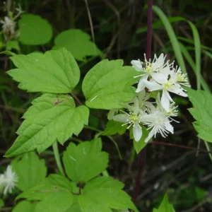 Clematis virginiana - Fall Blooming Love Vine - 2.5