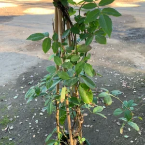 Climbing Rose Plant Cecile Brunner - 1-2 Feet Tall - 6