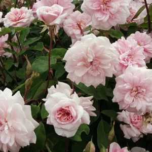 Climbing Rose Plant Cecile Brunner - 1-2 Feet Tall - 6" Pot