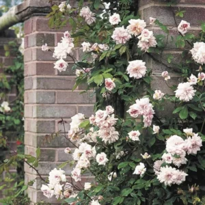 Climbing Rose Plant Cecile Brunner - 1-2 Feet Tall - 6