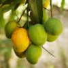 Coconut Cream Mango Tree - Grafted Fruit Tree - 1 Feet - 6" Pot