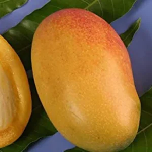 Coconut Cream Mango Tree - Grafted Fruit Tree - 1 Feet - 6" Pot