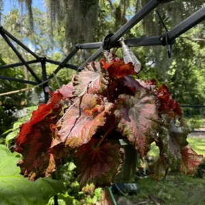 Coleus Plants Live Plants Basket - Assorted Colors - Easy Care