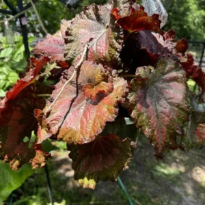 Coleus Plants Live Plants Basket - Assorted Colors - Easy Care