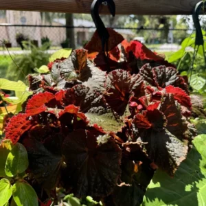 Coleus Plants Live Plants Basket - Assorted Colors - Ready to Display