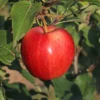 Common Apple Tree Pack of 5 - Malus Domestica - Deciduous Fruit Trees