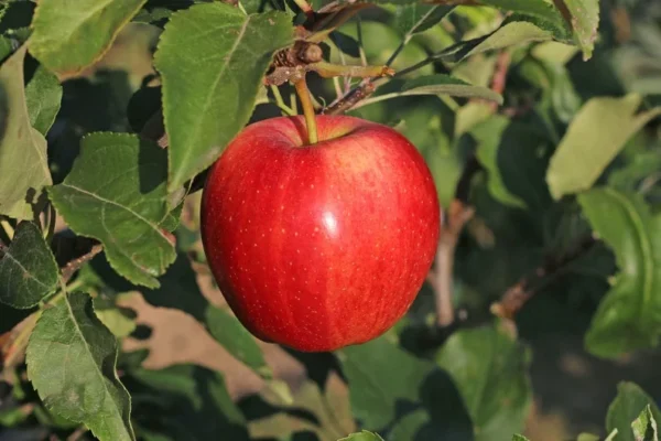 Common Apple Tree Pack of 5 - Malus Domestica - Deciduous Fruit Trees
