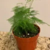 Common Asparagus Fern Plumosa Fern Plant 3.5 inch Potted