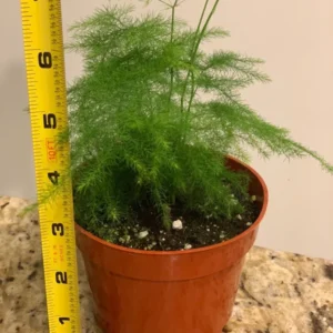 Common Asparagus Fern Plumosa Fern Plant 3.5 inch Potted