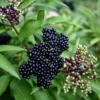 Common Elderberry Bush Plant - 12-14" Tall - 1 Gallon Potted Shrub