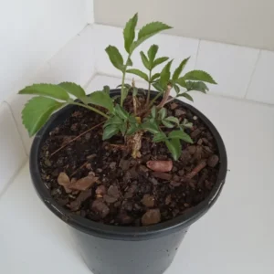 Common Elderberry Bush Plant - 12-14" Tall - 1 Gallon Potted Shrub