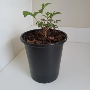 Common Elderberry Bush Plant - 12-14