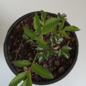 Common Elderberry Bush Plant - 12-14