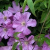Comtesse de Bouchard Clematis Vine - 2.5" Pot - Rosy Pink Blooms