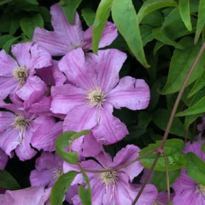 Comtesse de Bouchard Clematis Vine - 2.5