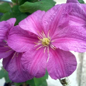 Comtesse de Bouchard Clematis Vine - 2.5" Pot - Rosy Pink Blooms