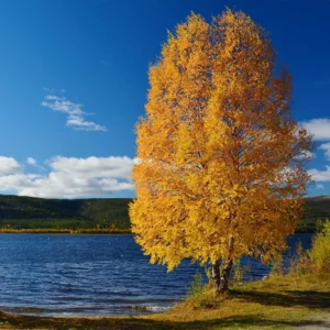 Copper River Birch Tree Single Tree - Betula Nigra - Fast Growing with Unique Bark and Fall Color - NOT SHIP AK, HI