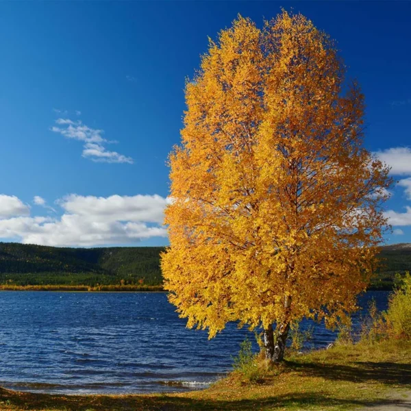 Copper River Birch Tree Single Tree - Betula Nigra - Fast Growing with Unique Bark and Fall Color - NOT SHIP AK, HI