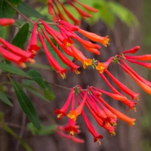 Coral Honeysuckle Vine - Lonicera Sempervirens Plant - 5-7