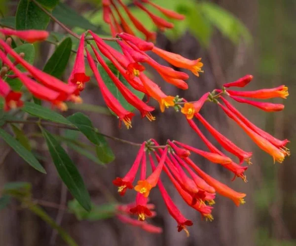 Coral Honeysuckle Vine - Lonicera Sempervirens Plant - 5-7" Tall Fragrant Flowering Vine